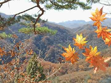 新奧澳門精準(zhǔn)一肖一碼一必中一肖,免費(fèi)開源版